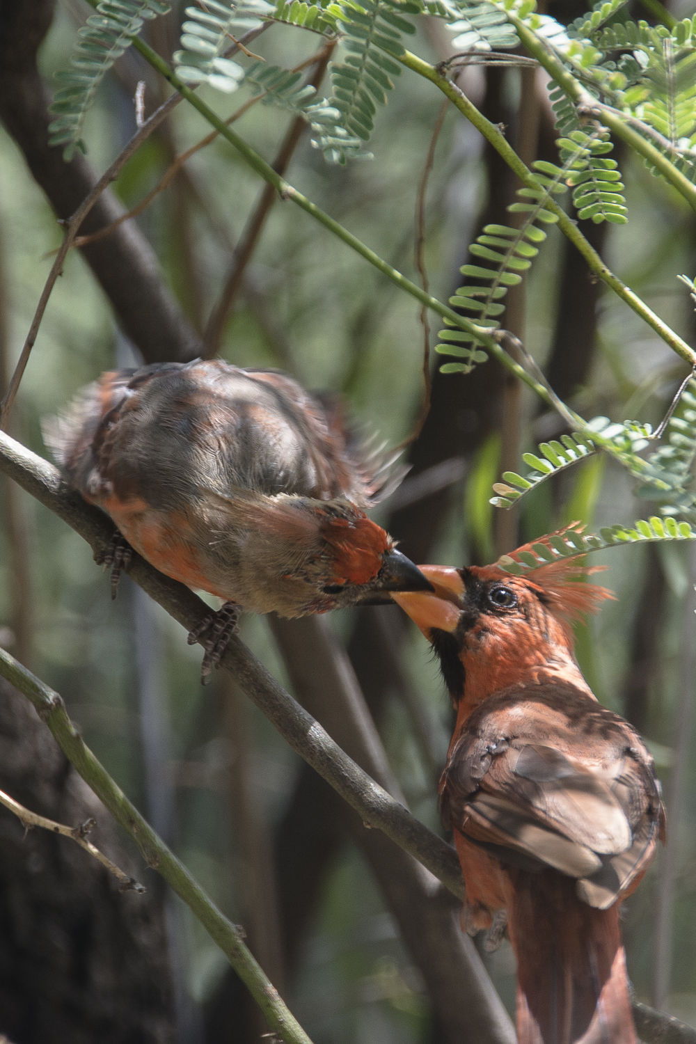 Southern Arizona Wildlife Babies
